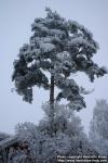 Photo: Pinus sylvestris 19.