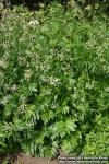 Photo: Pimpinella major 3.