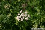 Photo: Pimpinella major 5.