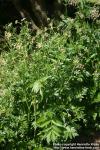 Photo: Pimpinella major 6.