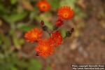 Photo: Pilosella aurantiaca 09.