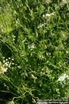 Photo: Pimpinella anisum 3.