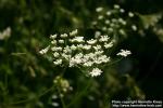 Photo: Pimpinella anisum 4.