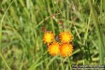 Photo: Pilosella aurantiaca 11.