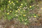 Photo: Hieracium pilosella 06.