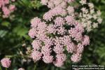 Photo: Pimpinella major 12.