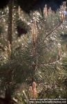 Photo: Pinus sylvestris 5.