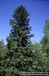 Photo: Picea abies 6.