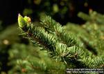 Photo: Picea torano 1.