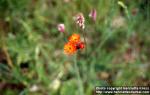 Photo: Pilosella aurantiaca 2.