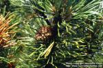 Photo: Pinus mugo 1.