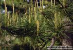 Photo: Pinus thunbergii 1.