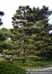 Photo: Pinus thunbergii.