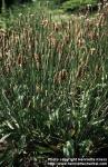 Photo: Plantago lanceolata.