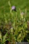 Photo: Platycodon grandiflorus 1.