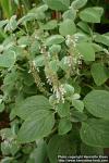 Photo: Plectranthus argentatus.