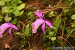 Photo: Pleione limprichtii.