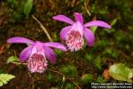 Photo: Pleione limprichtii 1.