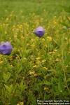 Photo: Platycodon grandiflorus 4.