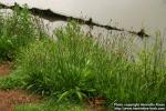 Photo: Plantago lanceolata 8.