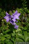 Photo: Platycodon grandiflorus 09.