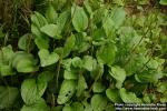 Photo: Plantago major 6.