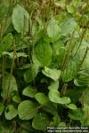 Photo: Plantago major 7.