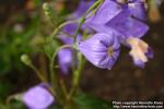 Photo: Platycodon grandiflorus 11.