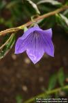 Photo: Platycodon grandiflorus 12.