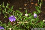 Photo: Platycodon grandiflorus 13.