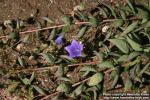 Photo: Platycodon grandiflorus 15.