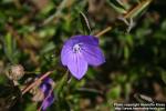 Photo: Platycodon grandiflorus 17.