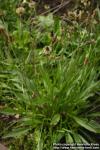 Photo: Plantago lanceolata 12.