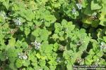 Photo: Plectranthus ernstii 0.