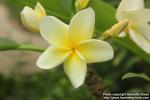 Photo: Plumeria rubra 09.