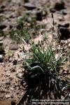 Photo: Plantago lanceolata 3.