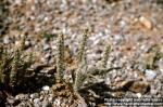 Photo: Plantago.