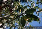 Photo: Plumeria rubra 6.