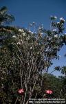 Photo: Plumeria alba.