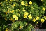 Photo: Potentilla fruticosa 5.