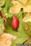 Photo: Podophyllum hexandrum 6.