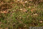 Photo: Polytrichum strictum 4.