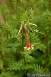 Photo: Polemonium pauciflorum 1.