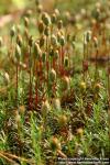 Photo: Polytrichum strictum 5.