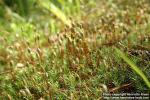 Photo: Polytrichum strictum 6.