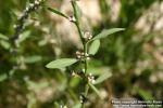 Photo: Polygonum aviculare 4.