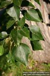 Photo: Populus balsamifera 3.