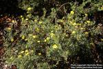 Photo: Potentilla fruticosa 6.