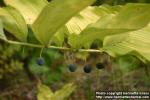 Photo: Polygonatum odoratum 8.