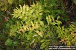 Photo: Polygonatum odoratum 10.